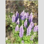 Lupins